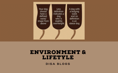 Environment & lifestyle