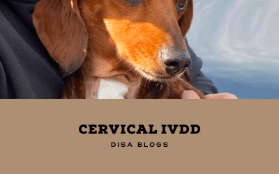 Cervical IVDD